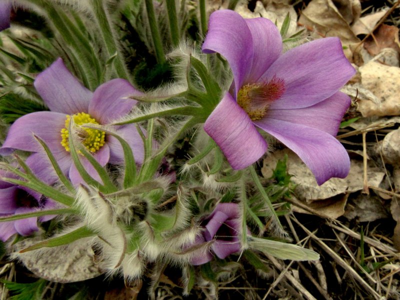 Прострел Турчанинова Pulsatilla turczaninovii Kryl. Et Serg.