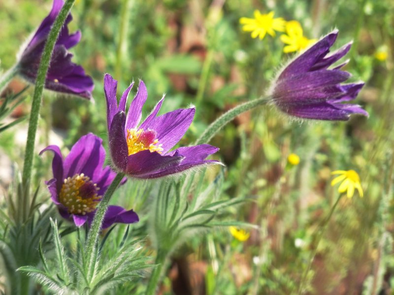 Pulsatilla Koreana