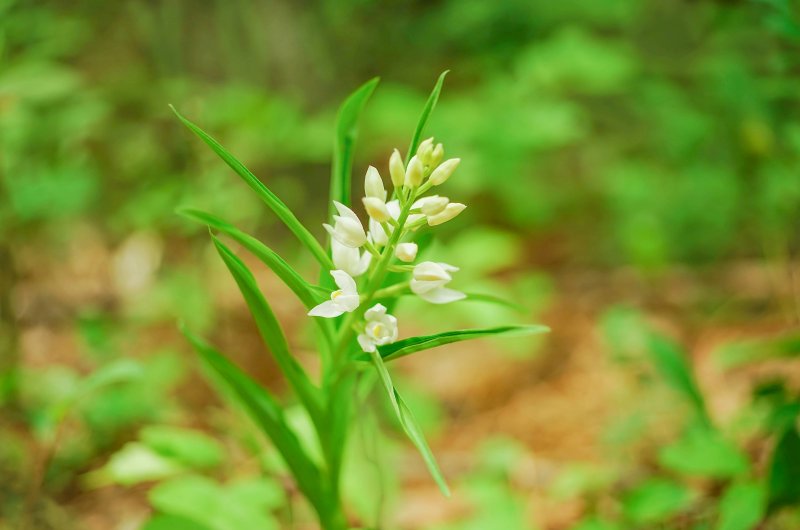 Пыльцеголовник длиннолистный (Cephalanthera longifolia)