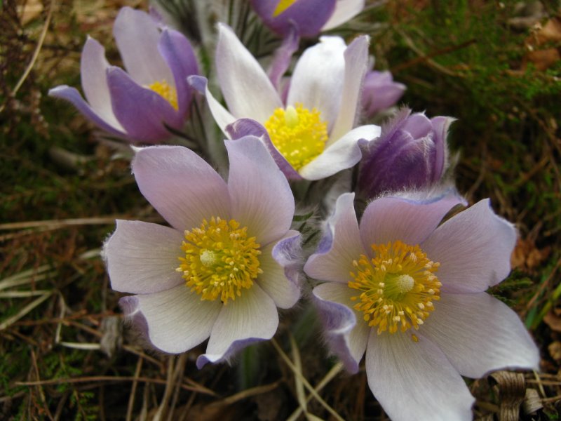 Прострел (сон-трава) колокольчатый Pulsatilla Campanella