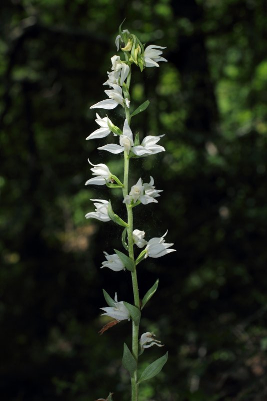 Cephalanthera Кавказ