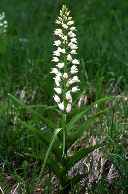 Cephalanthera longifolia