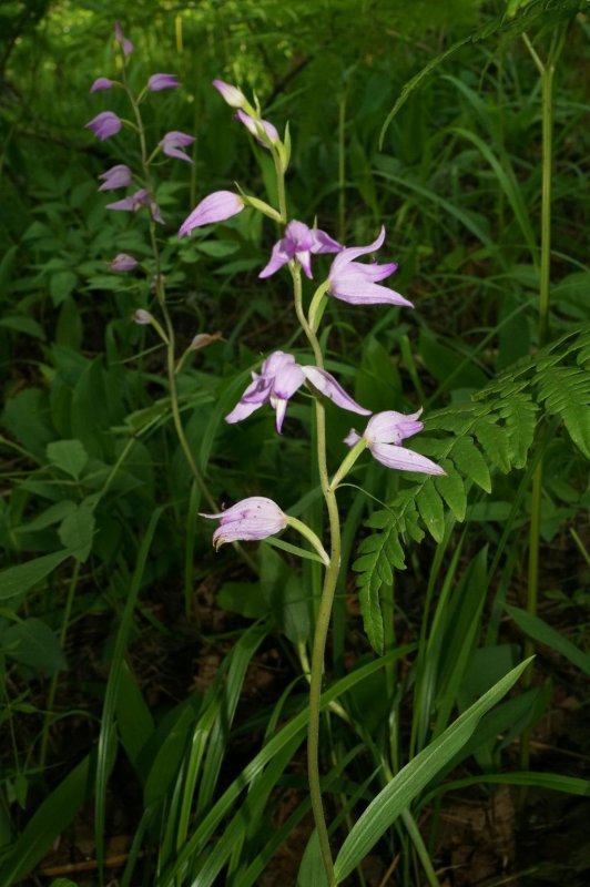 Пыльцеголовник красный Cephalanthera rubra