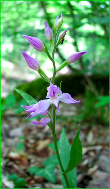 Cephalanthera damasonium