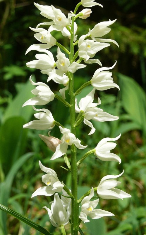 Cephalanthera longifolia
