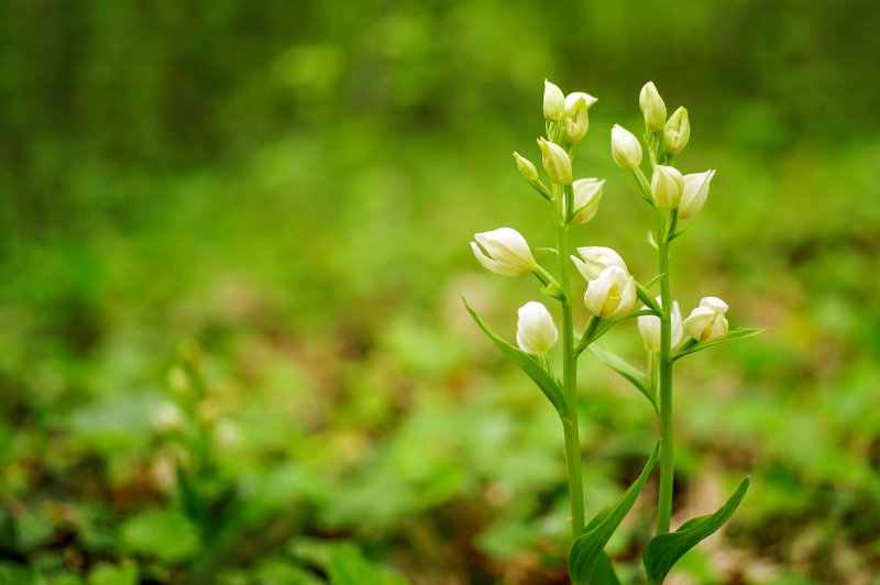 Cephalanthera rubra