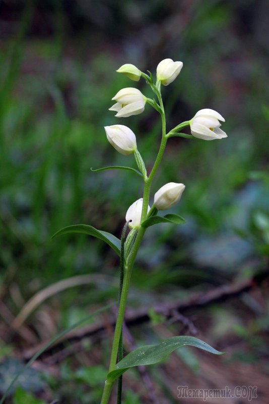 Cephalanthera longifolia