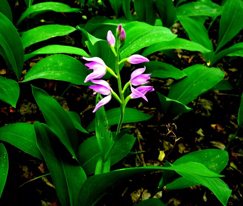 Cephalanthera damasonium