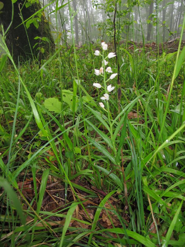 (Cephalanthera longifolia (l.) Fritsch)