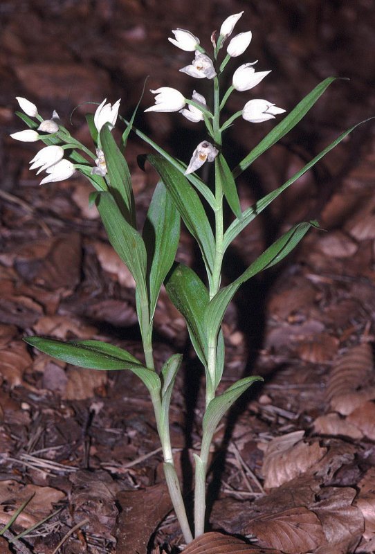 - Пыльцеголовник длиннолистный - Cephalanthera longifolia (l.) Fritsch