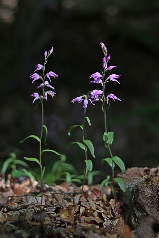 Cephalanthera damasonium