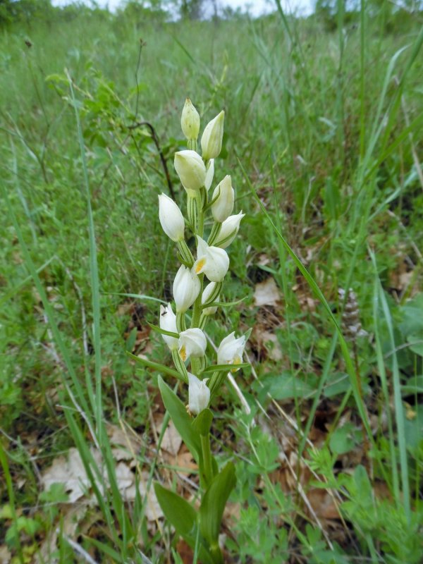Cephalanthera damasonium