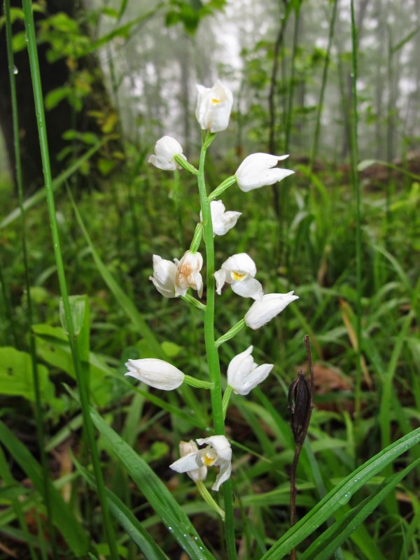 Cephalanthera damasonium