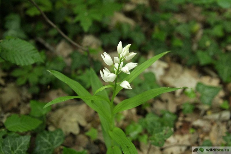Cephalanthera longifolia