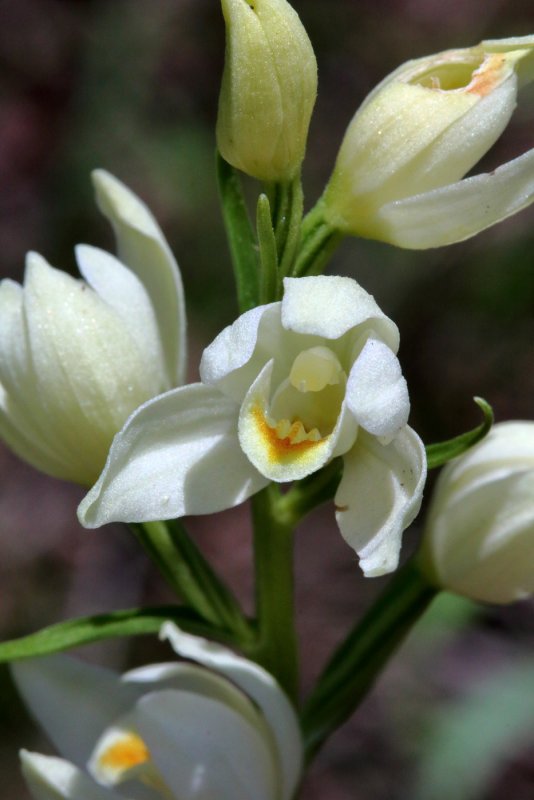 Cephalanthera rubra