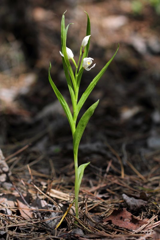 Cephalanthera damasonium