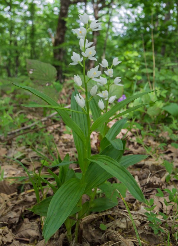 Cephalanthera rubra