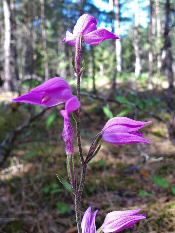 Пыльцеголовник красный - Cephalanthera rubra (l.) Rich.