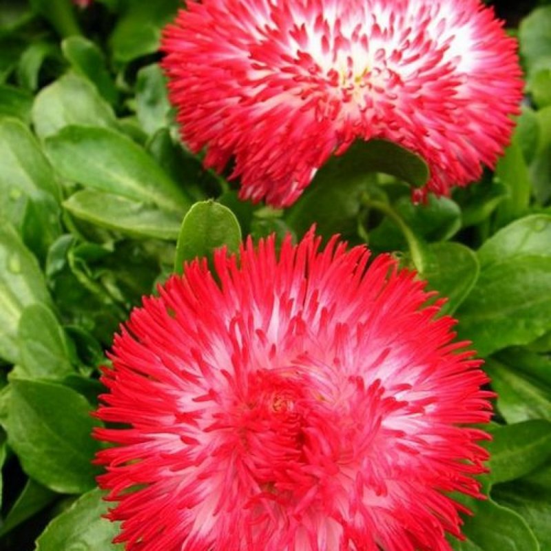 Маргаритка многолетняя Bellis perennis