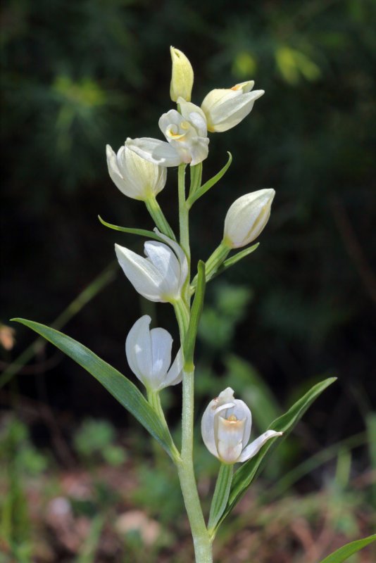 Cephalanthera rubra