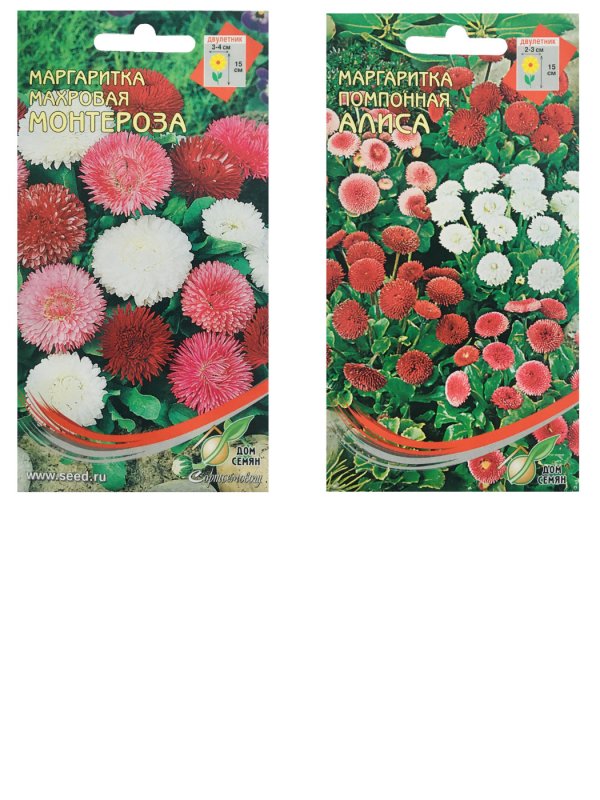 Маргаритка Tasso Pink