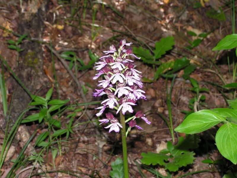 Cephalanthera longifolia