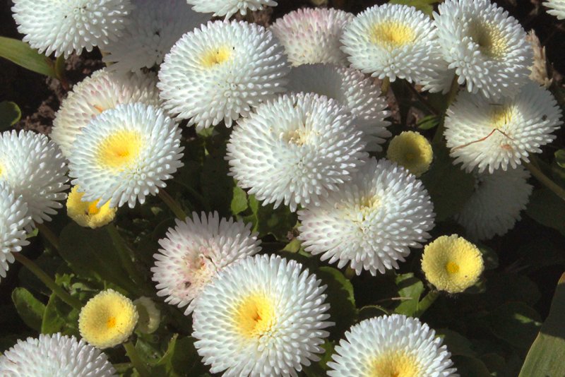Маргаритка многолетняя Bellis perennis