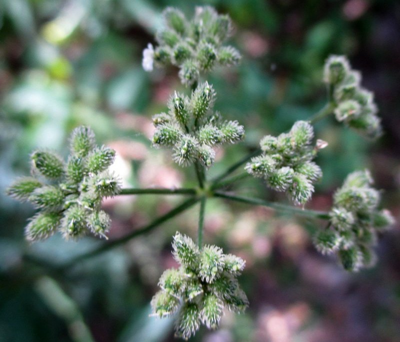 Torilis Anthriscus