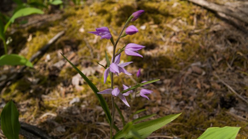 Пыльцеголовник красный - Cephalanthera rubra (l.) Rich.