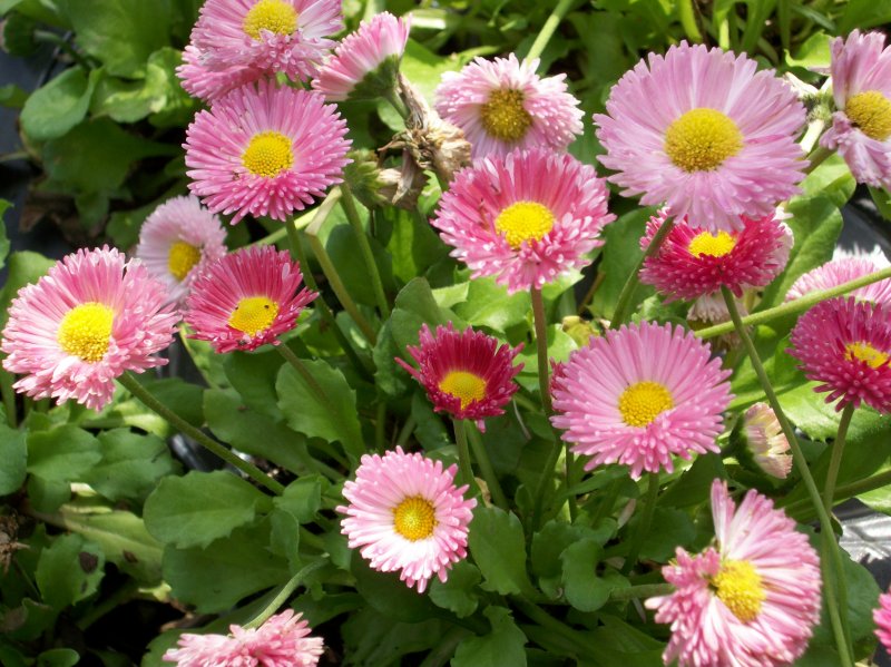 Маргаритка Bellis perennis