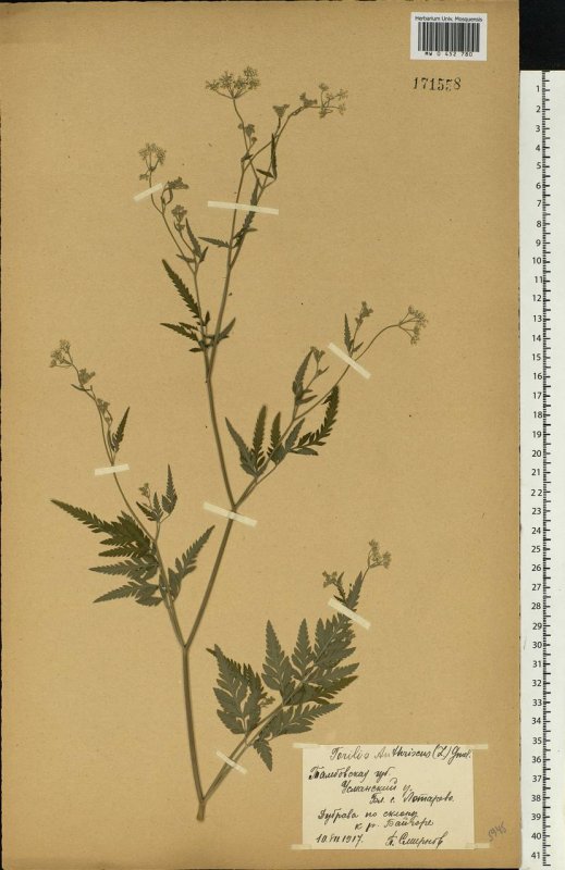 Torilis arvensis гербарий