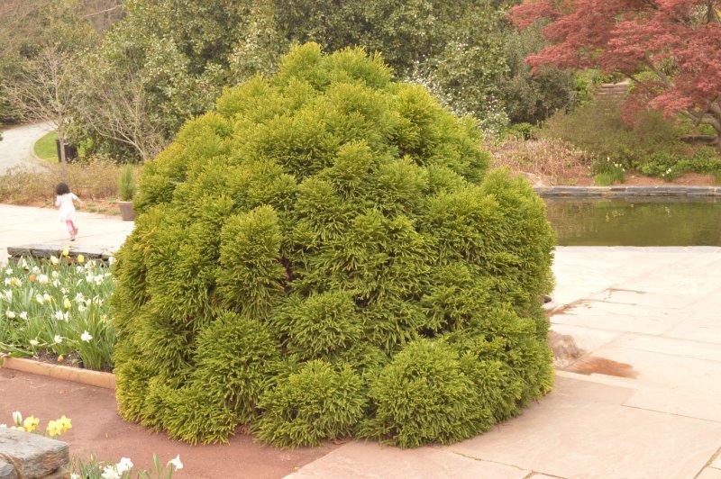 Криптомерия globosa Nana
