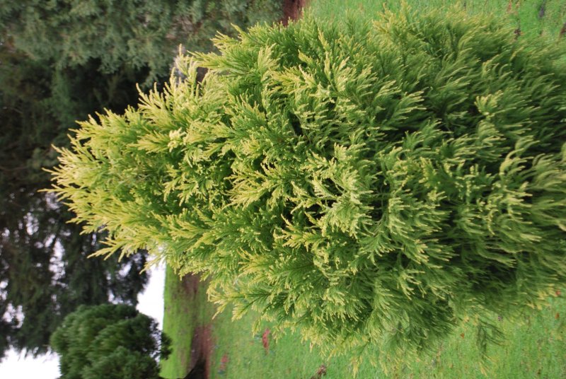 Fir Green