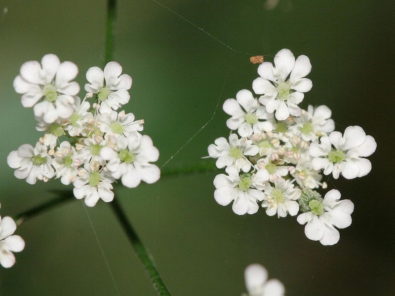 Torilis Anthriscus