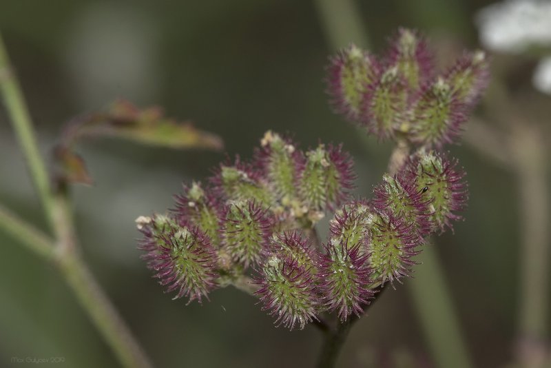 Torilis Anthriscus