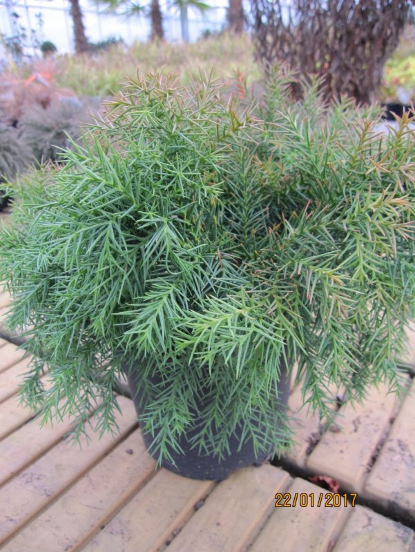Cryptomeria japonica 'vilmoriniana'