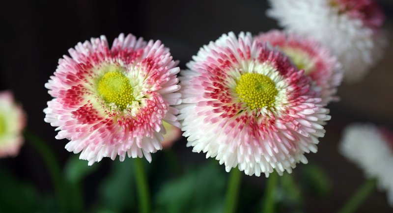 Маргаритка многолетняя Bellis perennis
