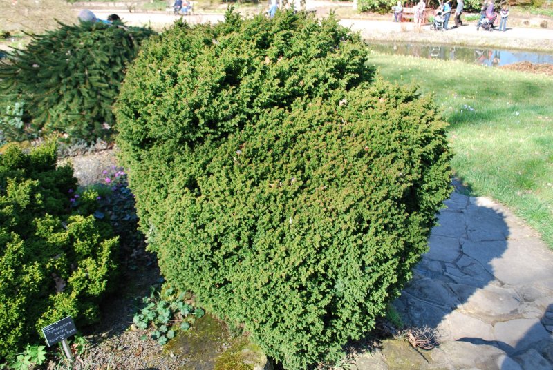 Cryptomeria japonica 'vilmoriniana'