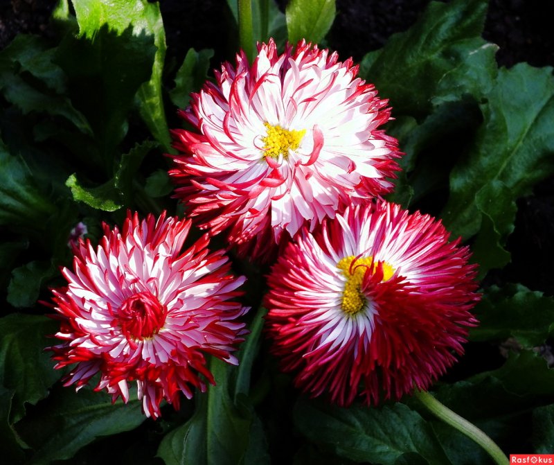 Маргаритка многолетняя Bellis perennis