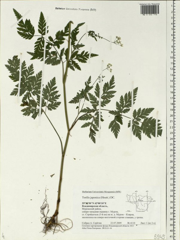 Пупырник, или Торилис японский (Torilis japonica Houtt.)