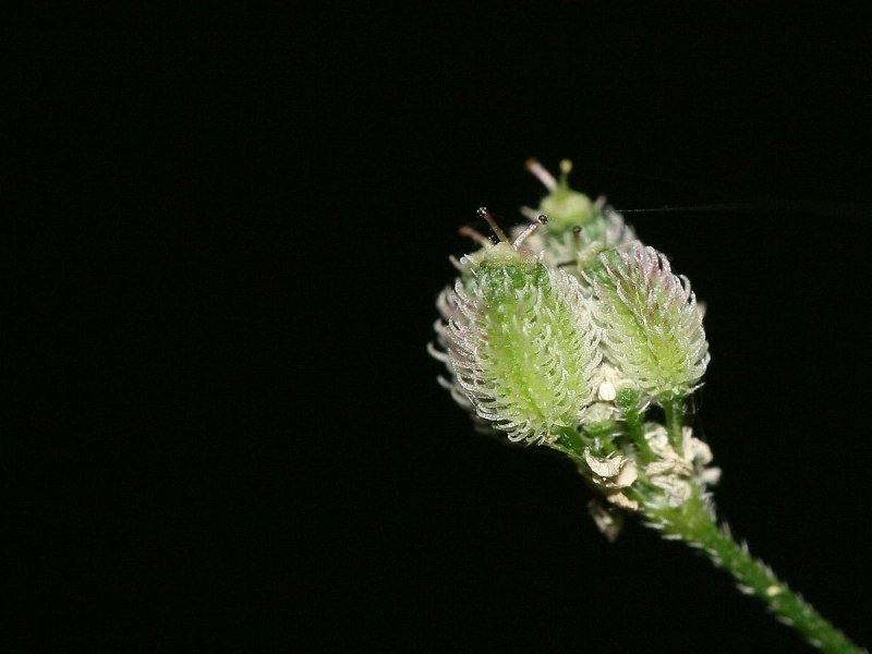 Torilis Adans