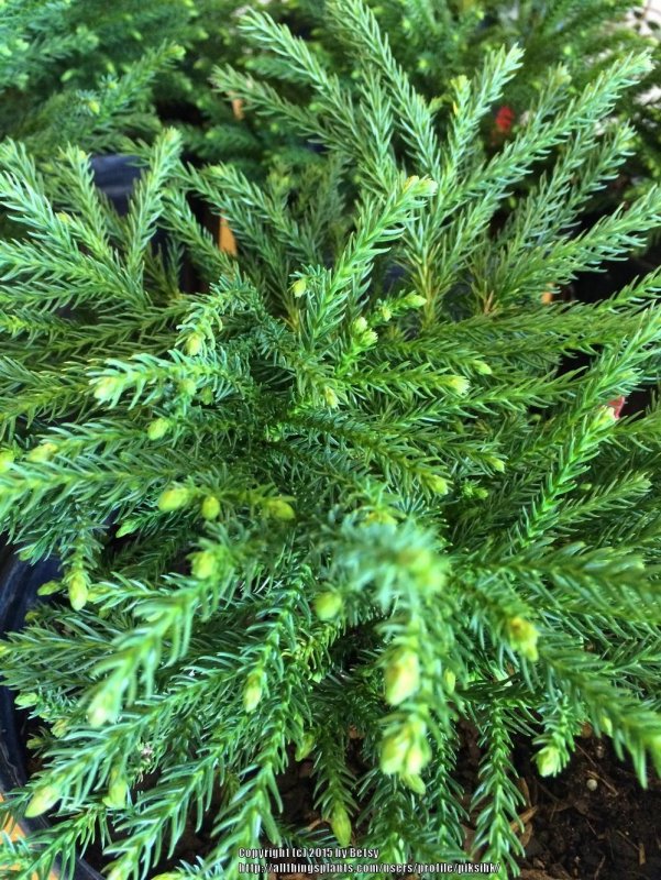 Криптомерия японская (сорт 'Green Pearl')