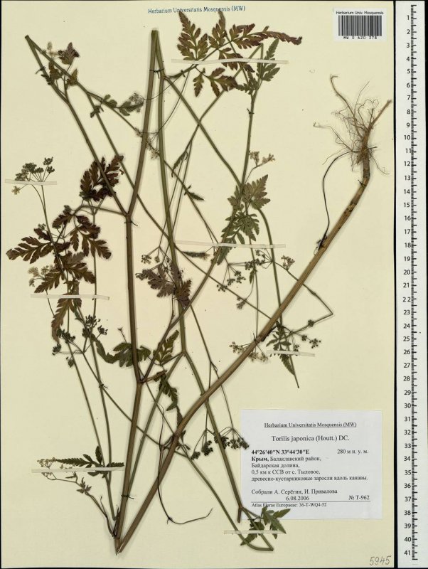 Пупырник, или Торилис японский (Torilis japonica Houtt.)