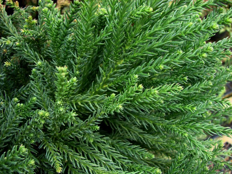 Ель европейская Nidiformis