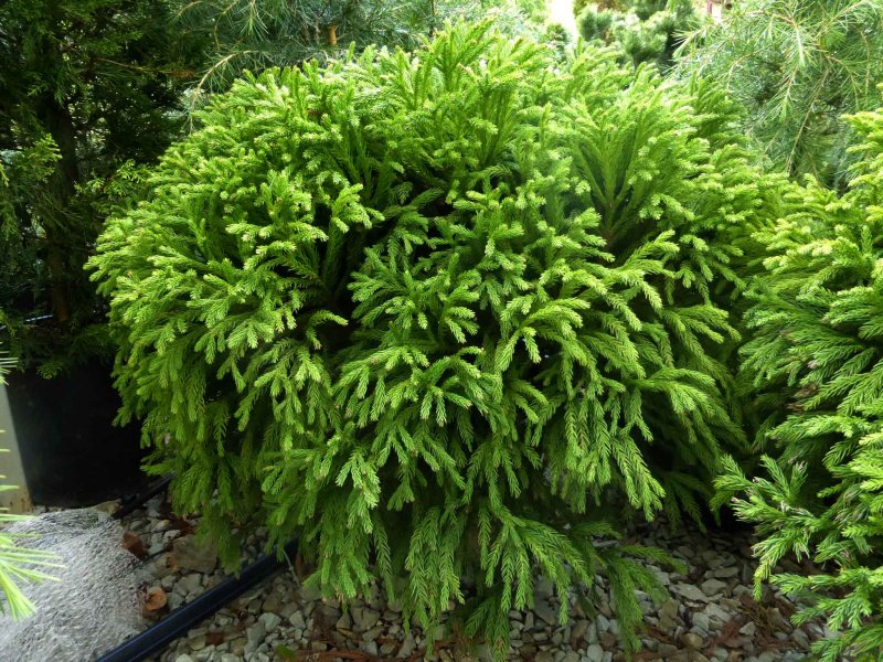 Семена glauca globosa