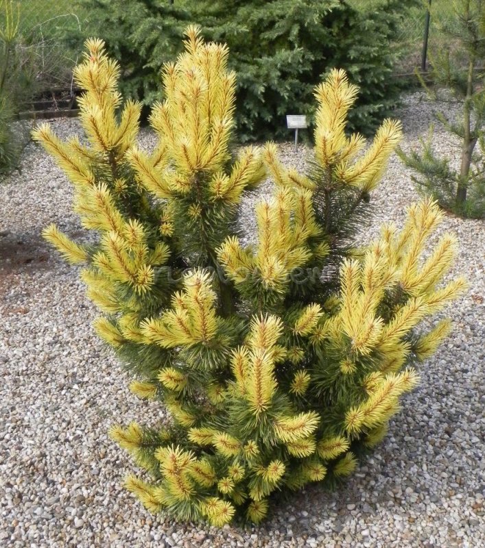 Сосна Pinus contorta
