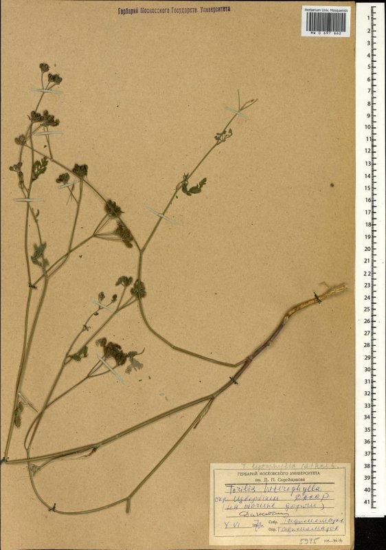 Torilis Leptophylla