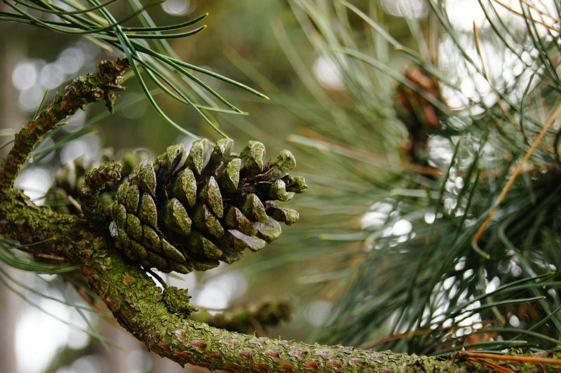 Pinus Sylvestris шишки