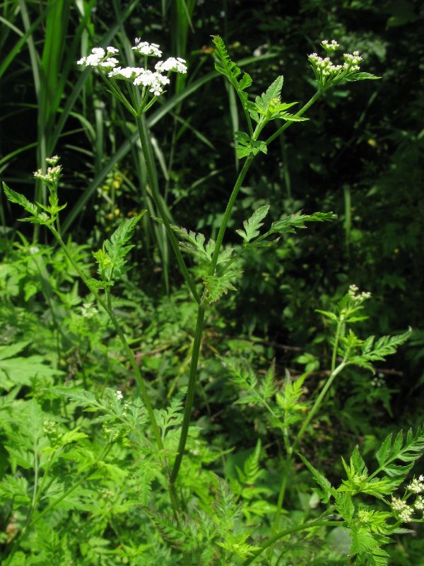 Пупырник, или Торилис японский (Torilis japonica Houtt.)