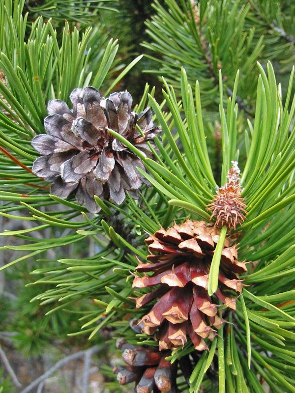 Pinus contorta